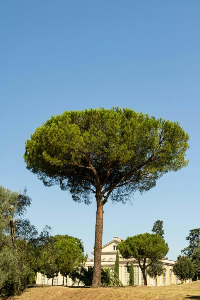 A majestic parasol pine silhouetted against a clear blue sky in a Roman garden.